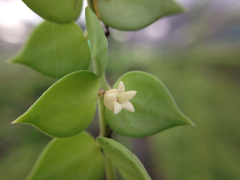 Дисхидия Раффлеза