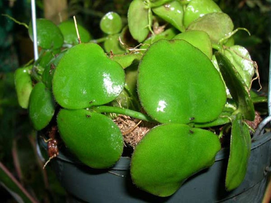 Дисхидия вариегатная