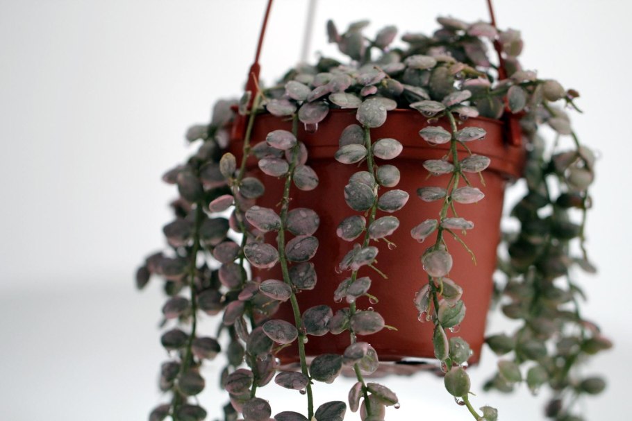 Дисхидия рускусолистная