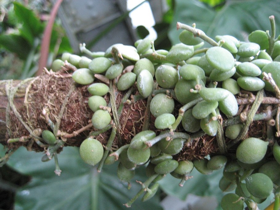 Дисхидия гребешковая