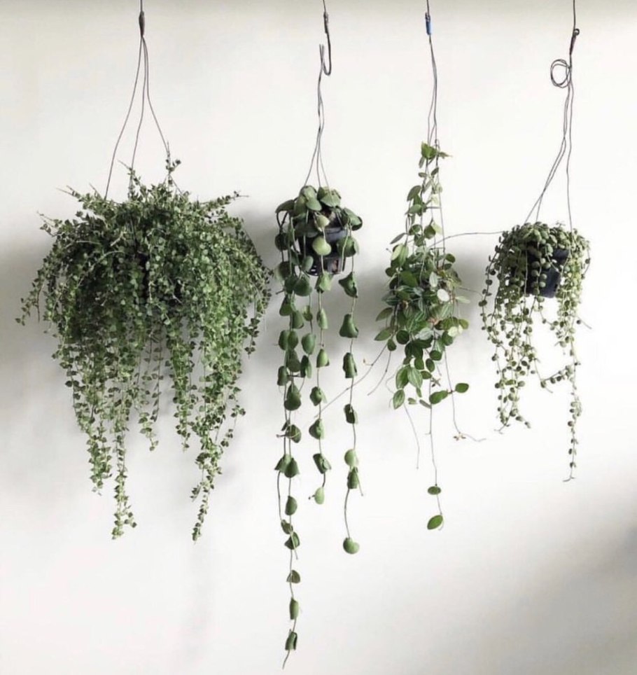 Дисхидия рускусолистная