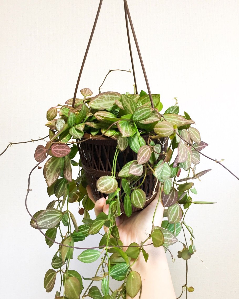 Дисхидия гребешковая