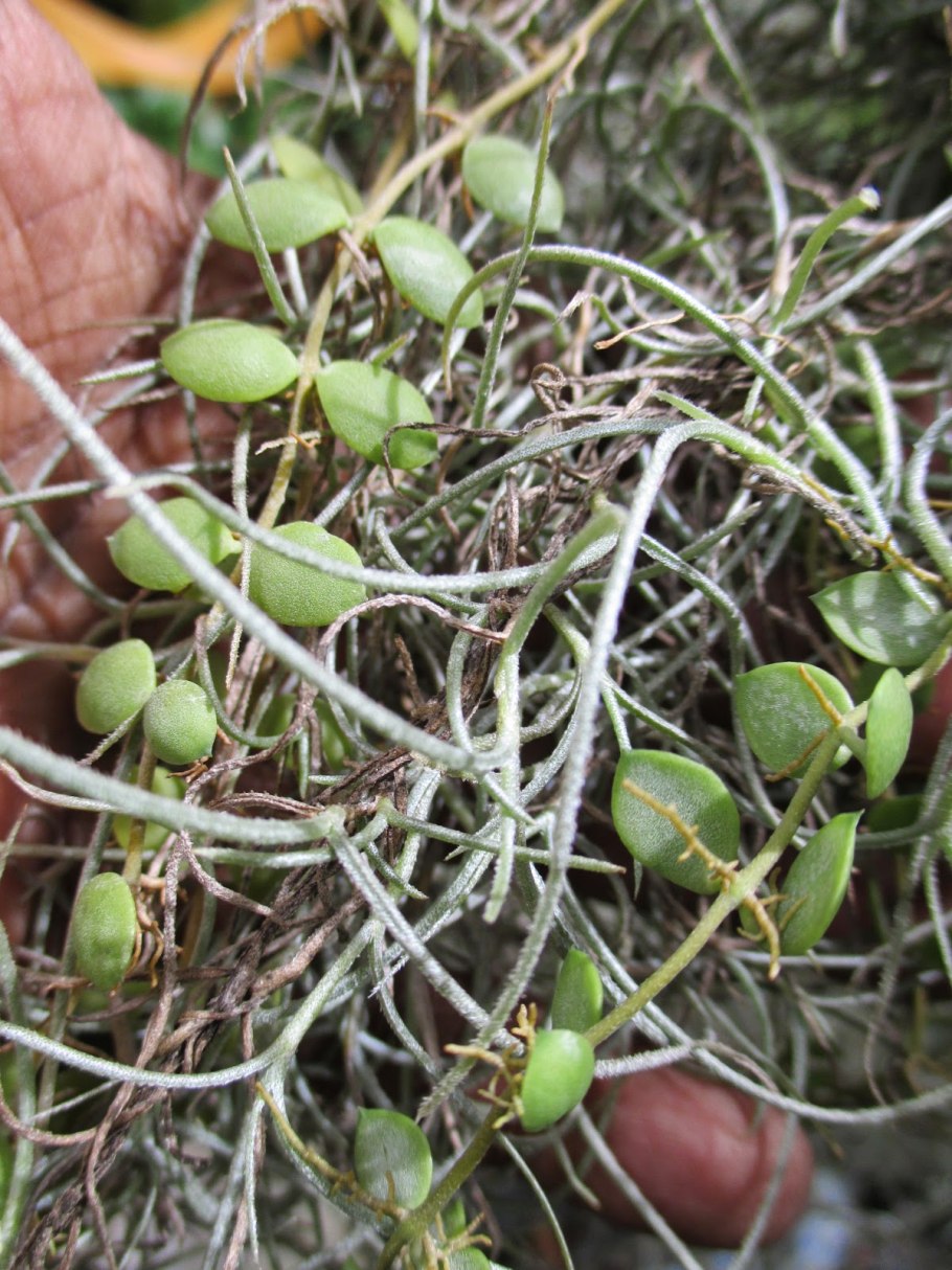 Дисхидия гребешковая