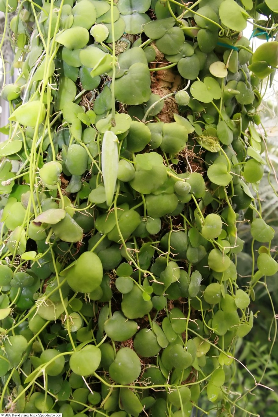 Дисхидия Нуммулария