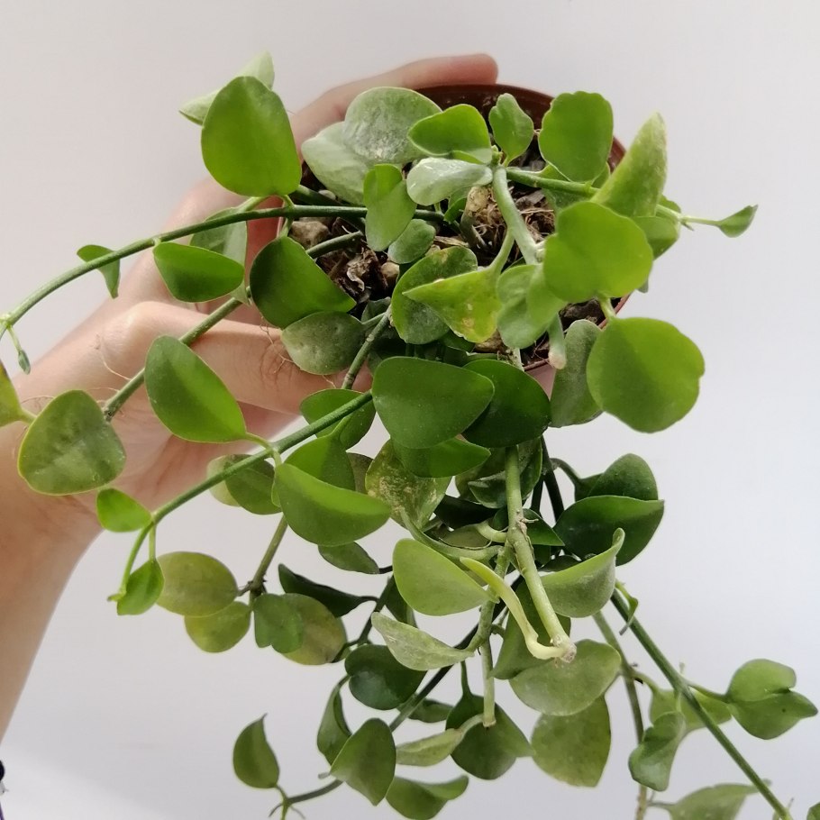 Хойя дисхидия Singularis