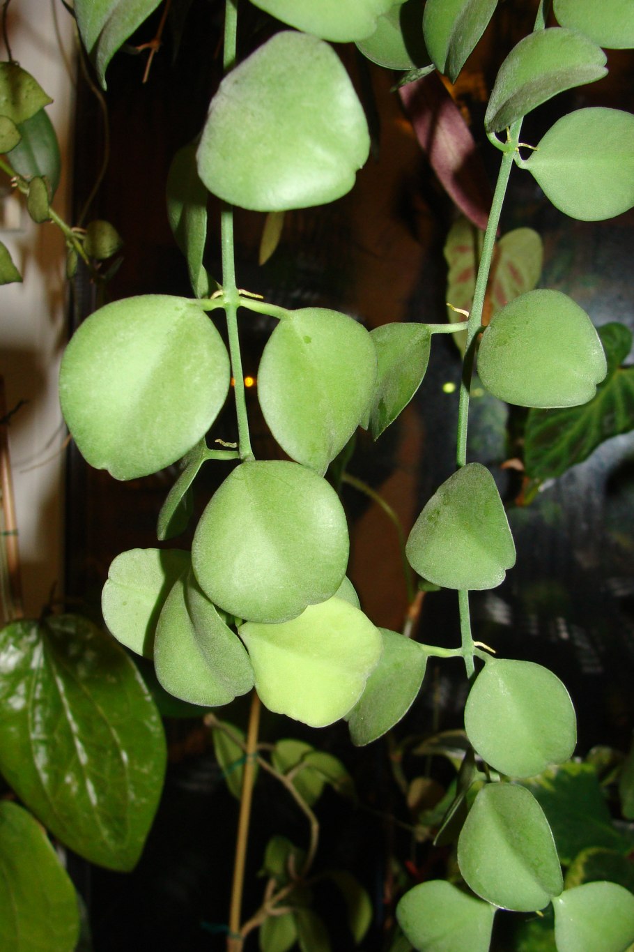 Дисхидия сингулярис