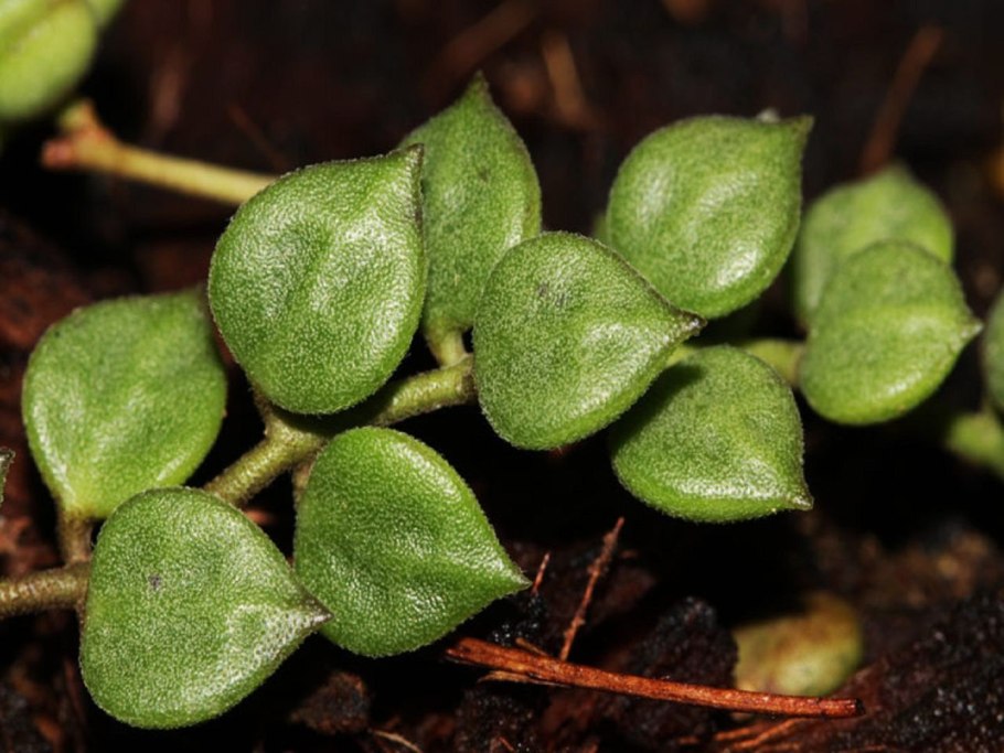 Дисхидия Раффлеза