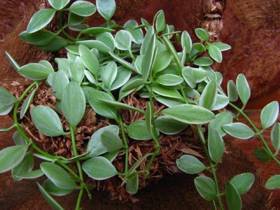 Суккулент крестовник Роули