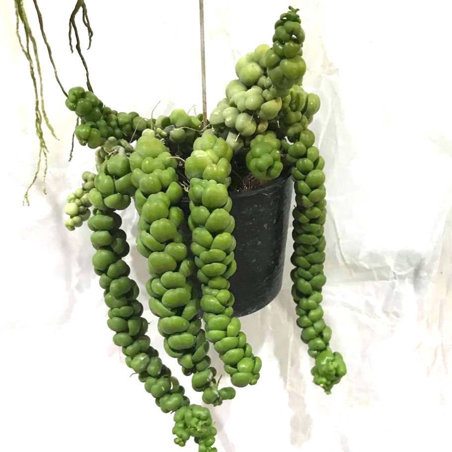 Дисхидия Нуммулария