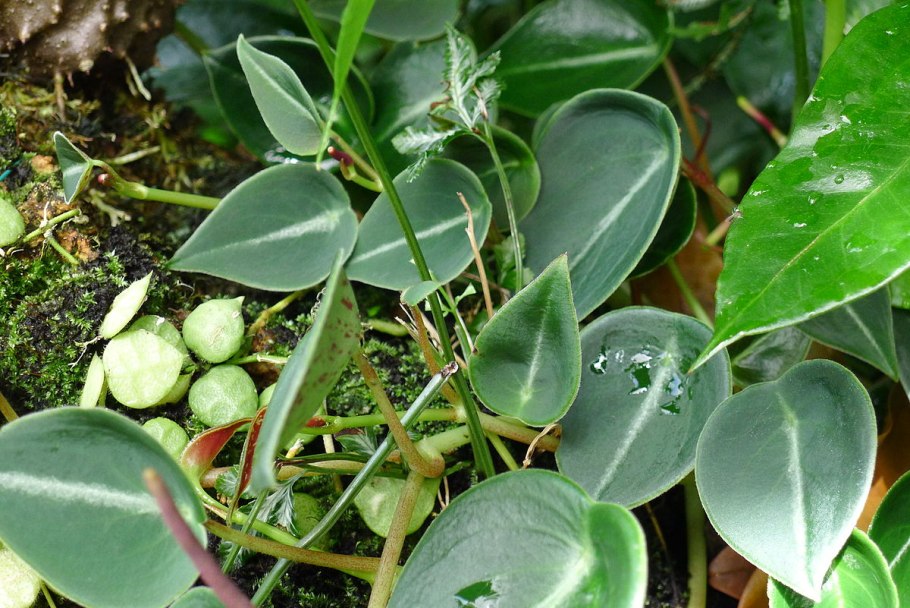 Дисхидия гребешковая