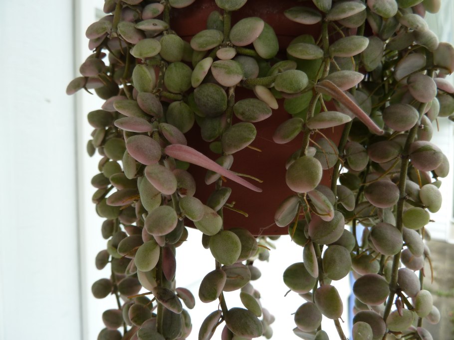 Хойя дисхидия русифолия