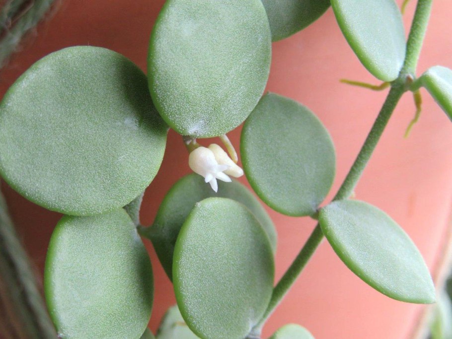 Дисхидия Овата цветение