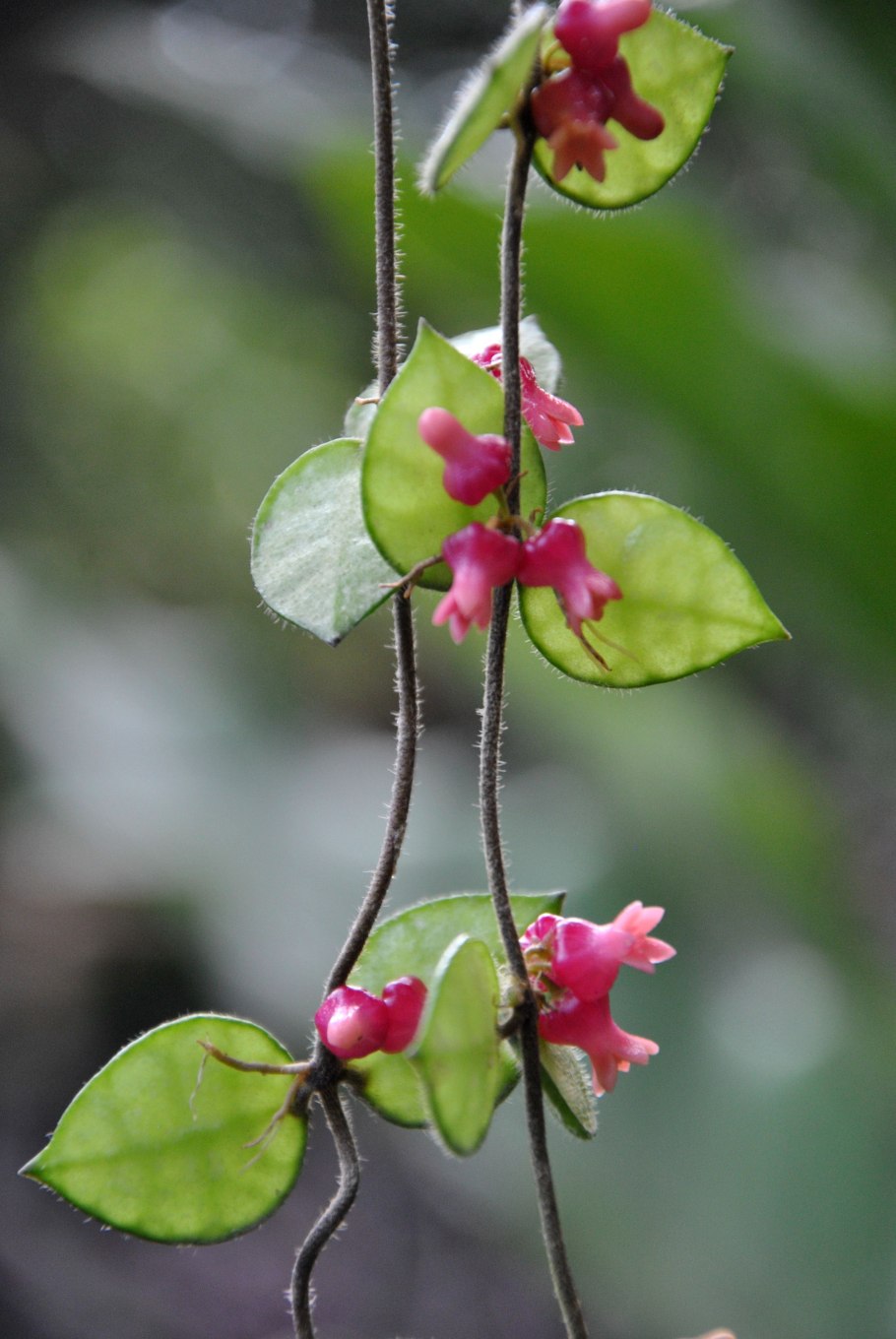 Дисхидия Сингулярис