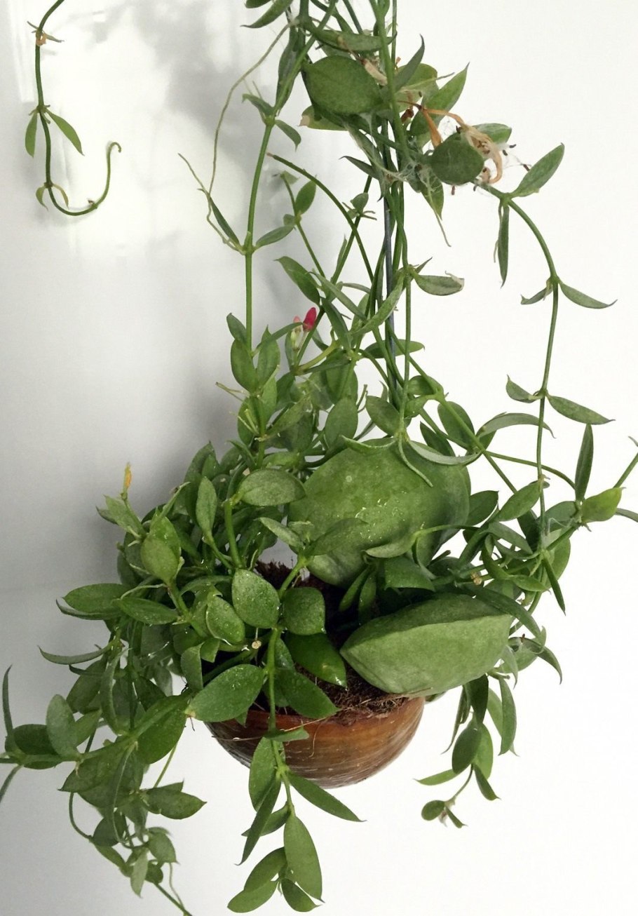 Лиана дисхидия