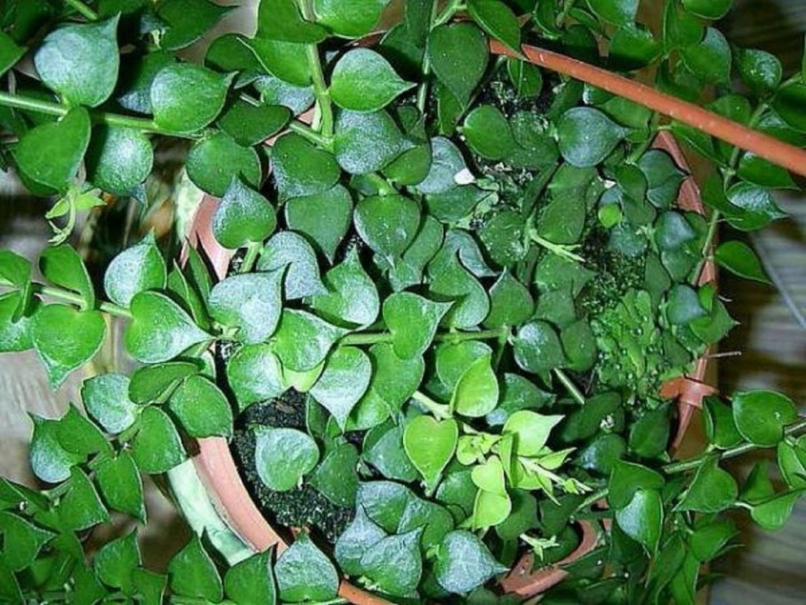 Хойя дисхидия Овата