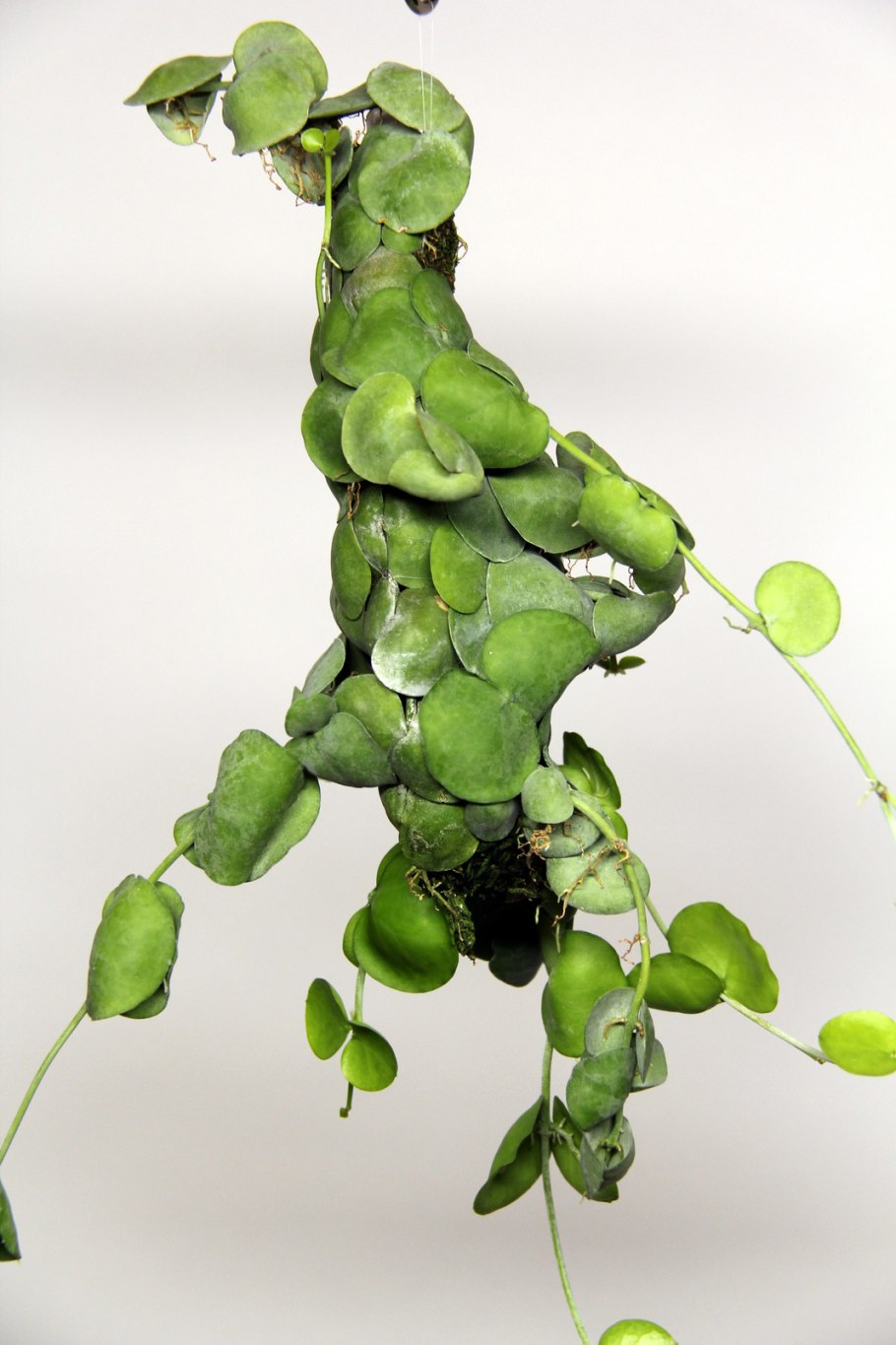 Дисхидия рускусолистная Dischidia ruscifolia