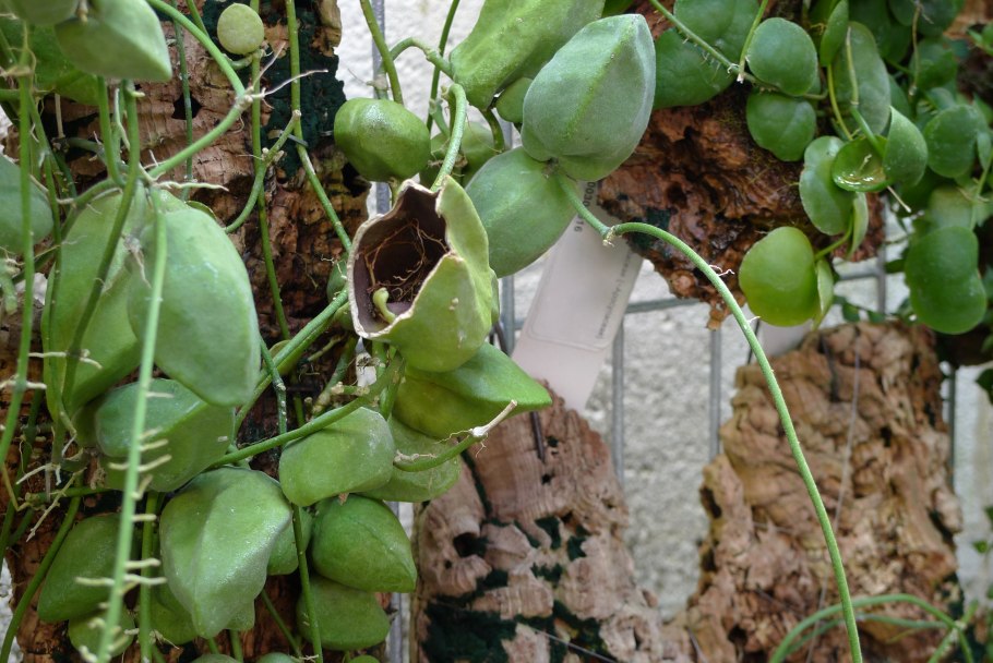 Дисхидия bengalensis