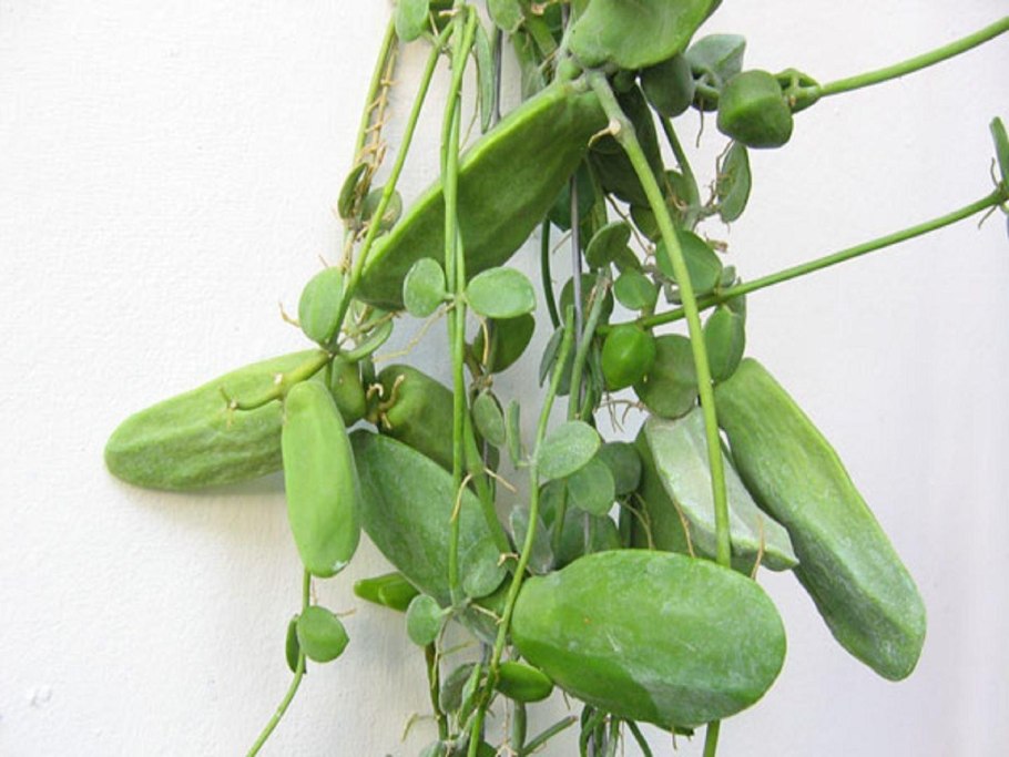 Дисхидия Раффлеза