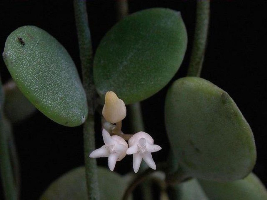 Хойя дисхидия русифолия