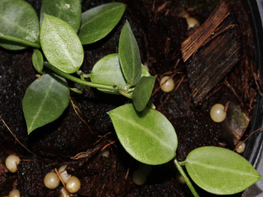 Хойя дисхидия