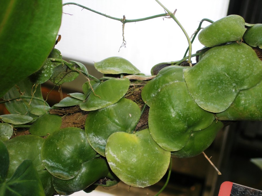 Дисхидия ovata