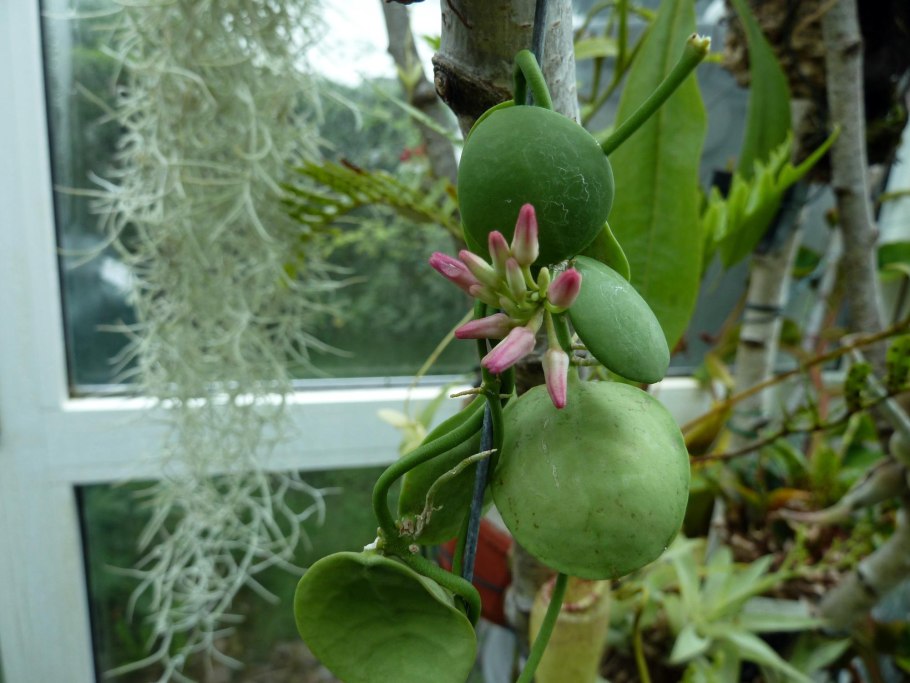 Дисхидия гребешковая