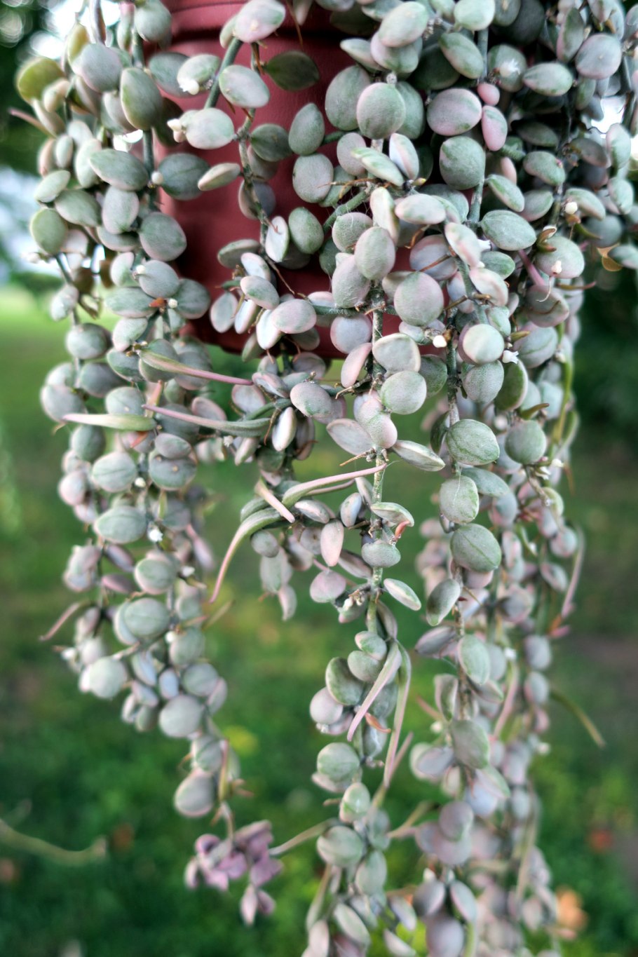 Дисхидия нуммулария