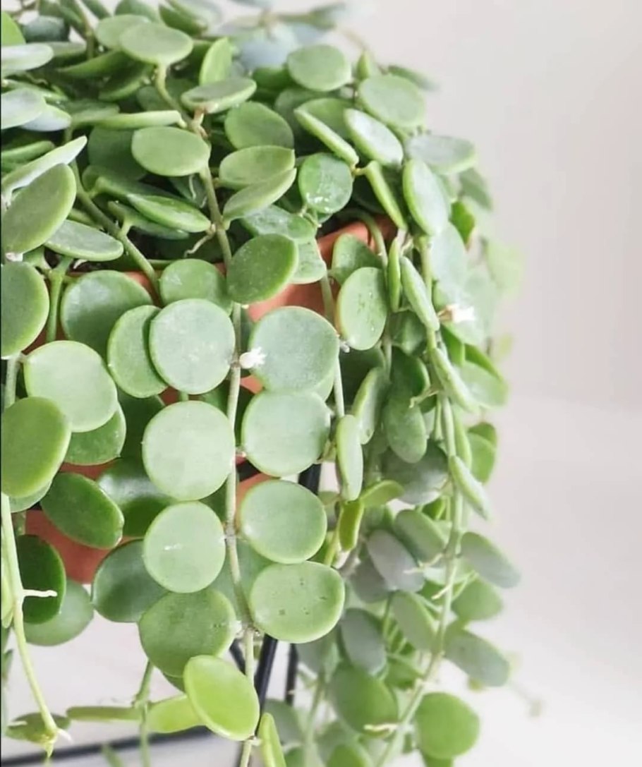 Dischidia nummularia