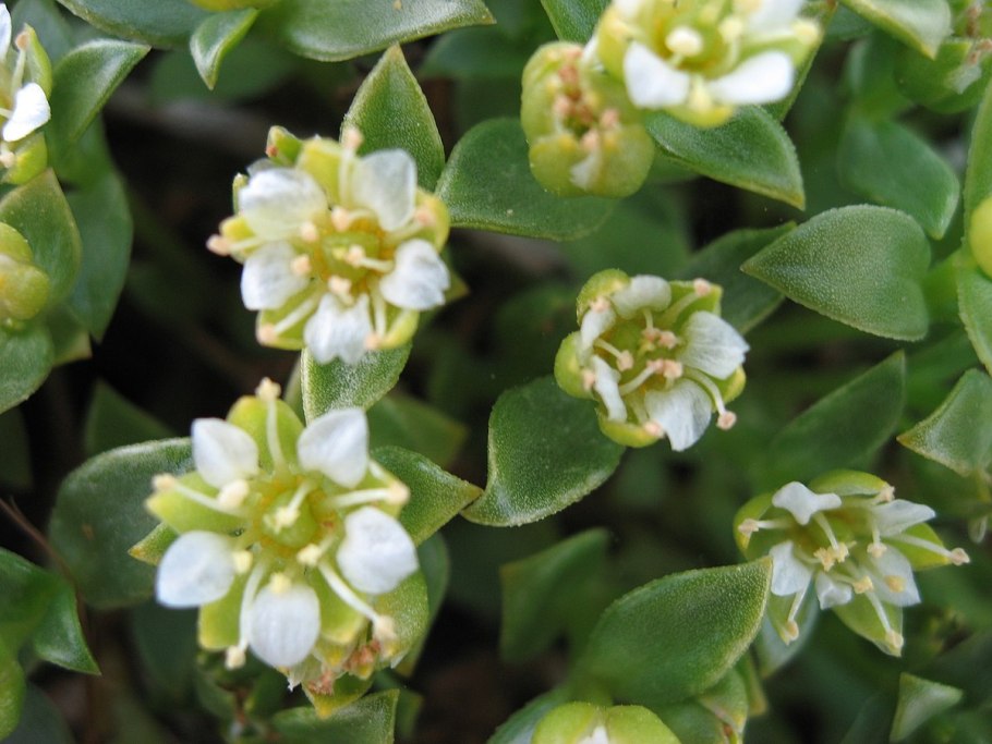 Гонкения растение какая польза