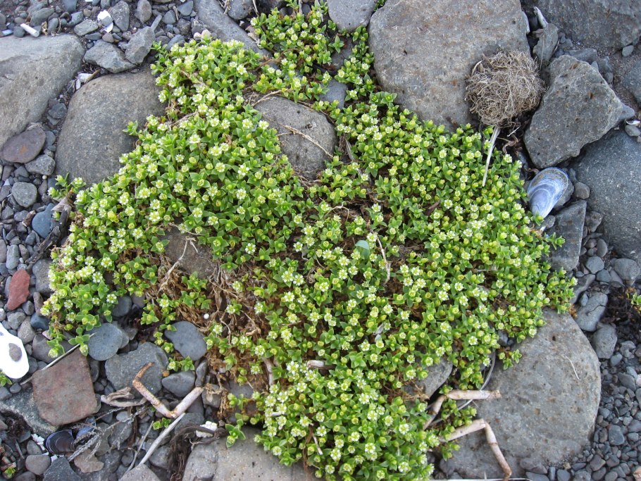 Гонкения бутерлаковидная
