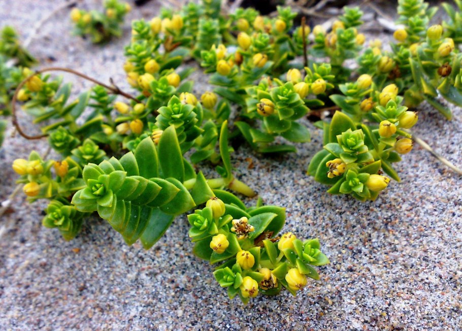 Honckenya oblongifolia