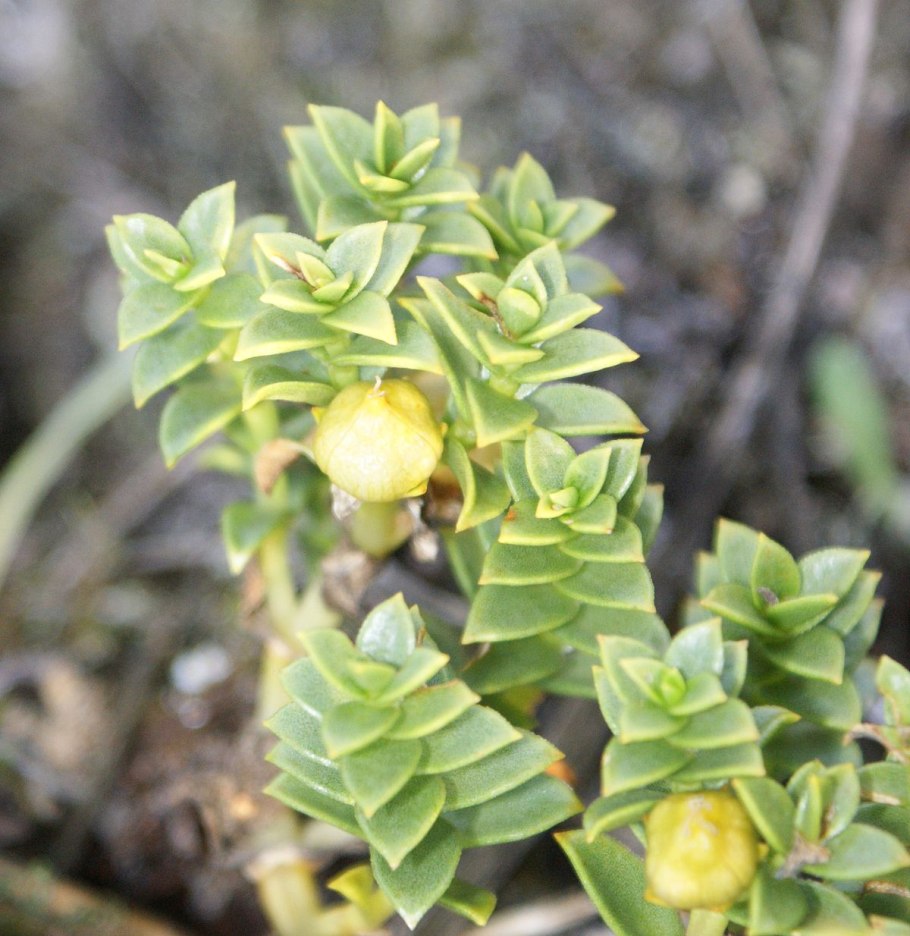 Гонкения раскидистая