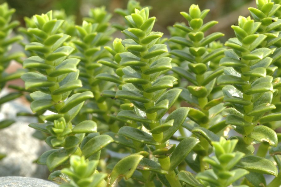 Гонкения бутерлаковидная