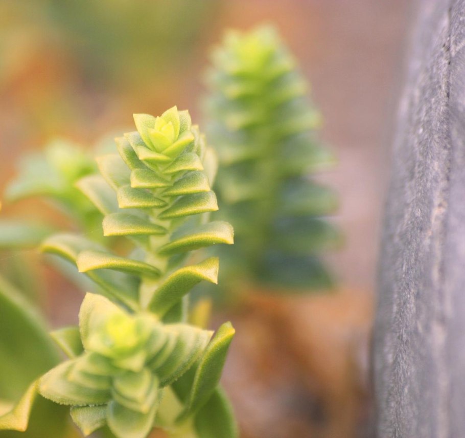 Суккулент crassula capitella