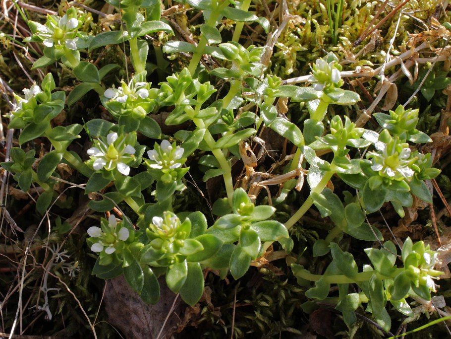 Гонкения бутерлаковидная