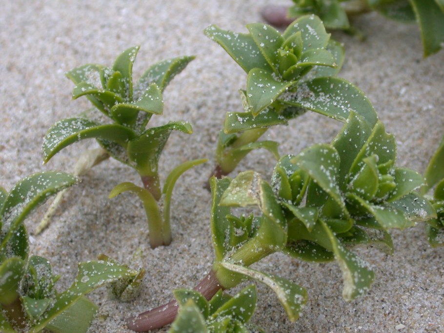 Honckenya oblongifolia
