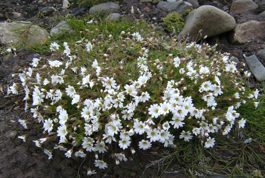 Stellaria longipes