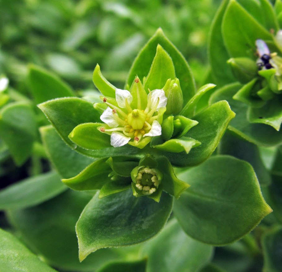 Морянка бутерлаковидная