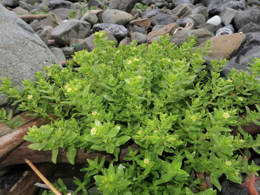 Гонкения бутерлаковидная