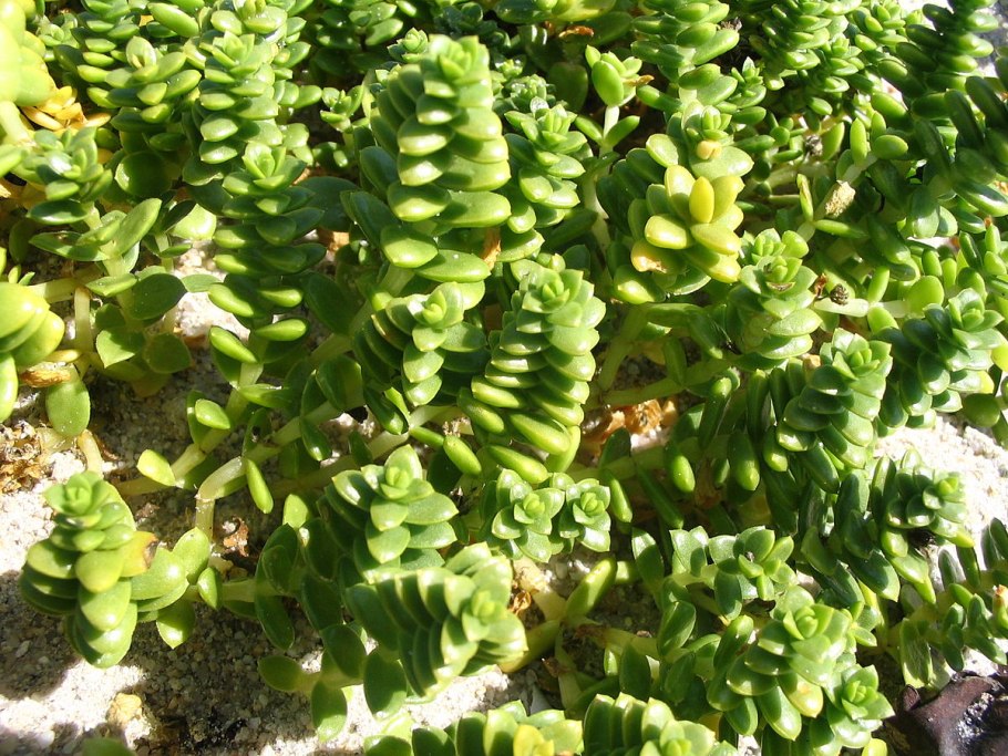 Honckenya peploides Yellow