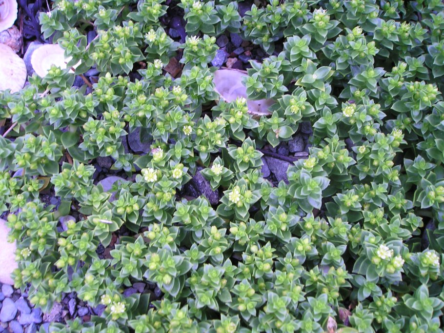 Гонкения портулакововидная