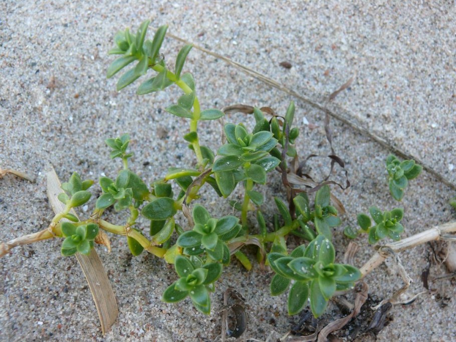 Гонкения бутерлаковидная