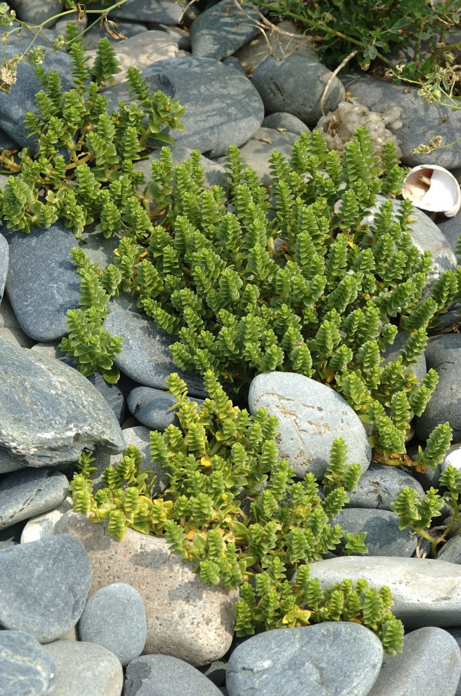 Sedum sexangulare – очиток шестирядный