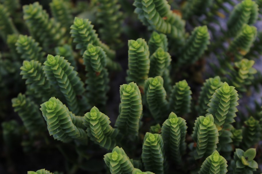 Крассула ликоподиоидес (плауновидная)