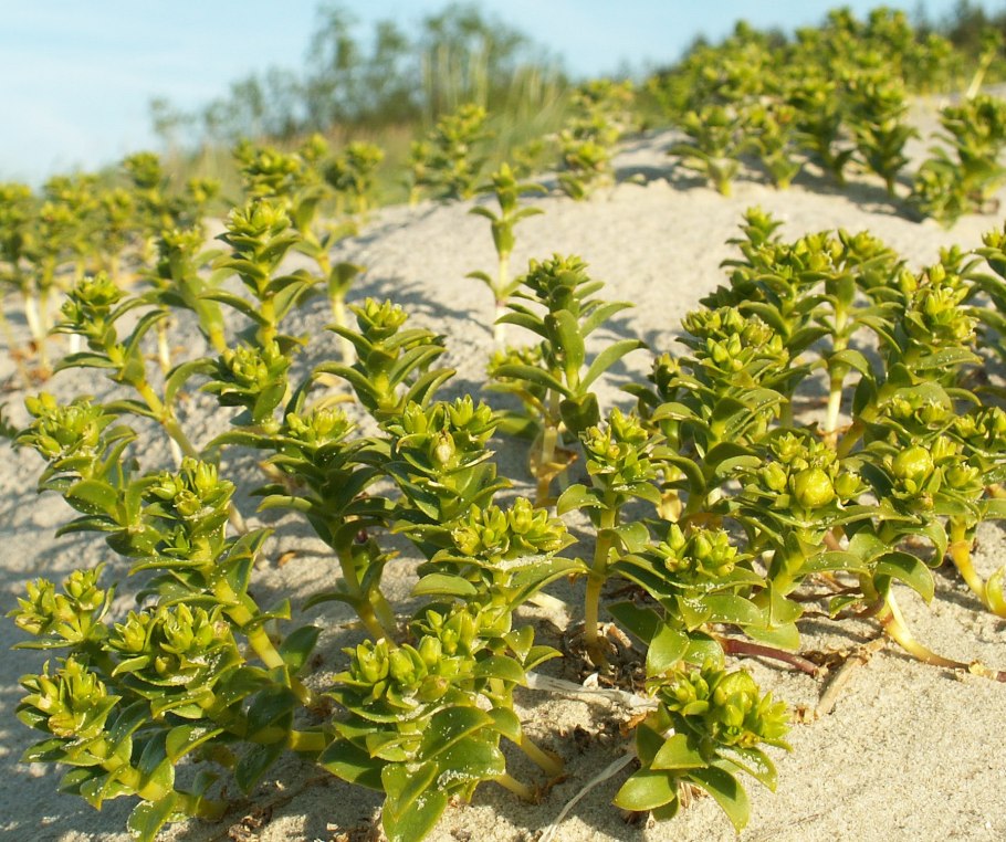 Молодые побеги растений