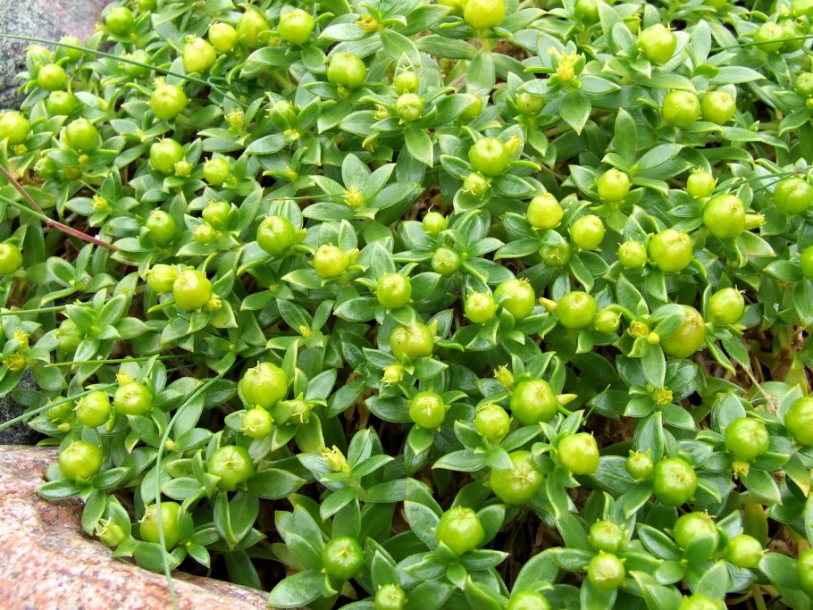 Гонкения бутерлаковидная