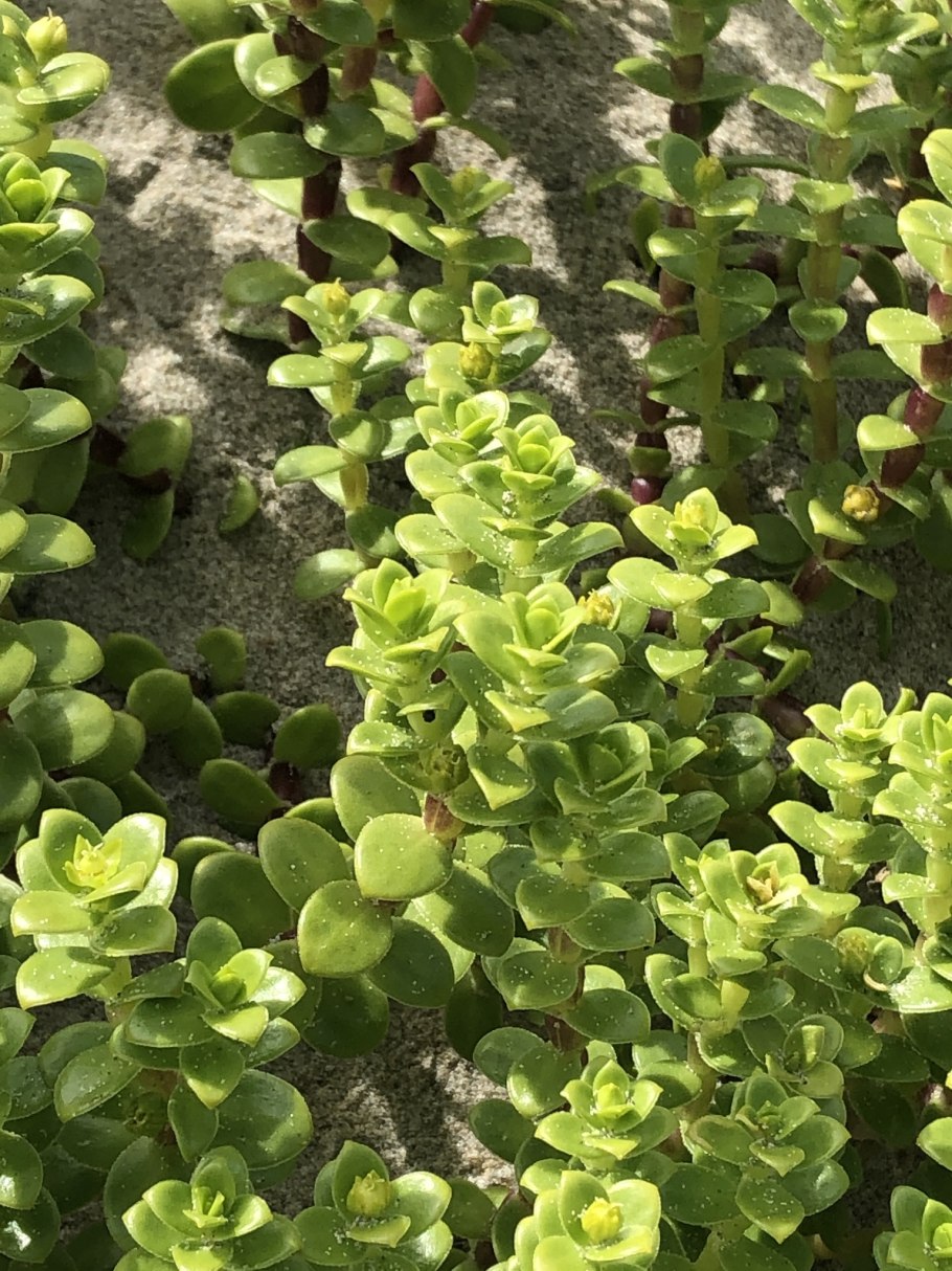 Растения финского залива