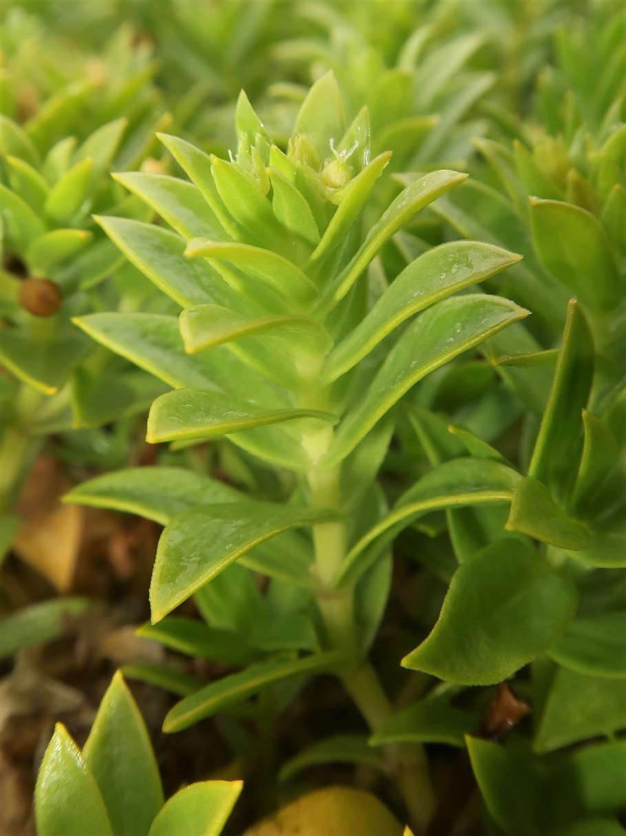 Honckenya peploides subsp major