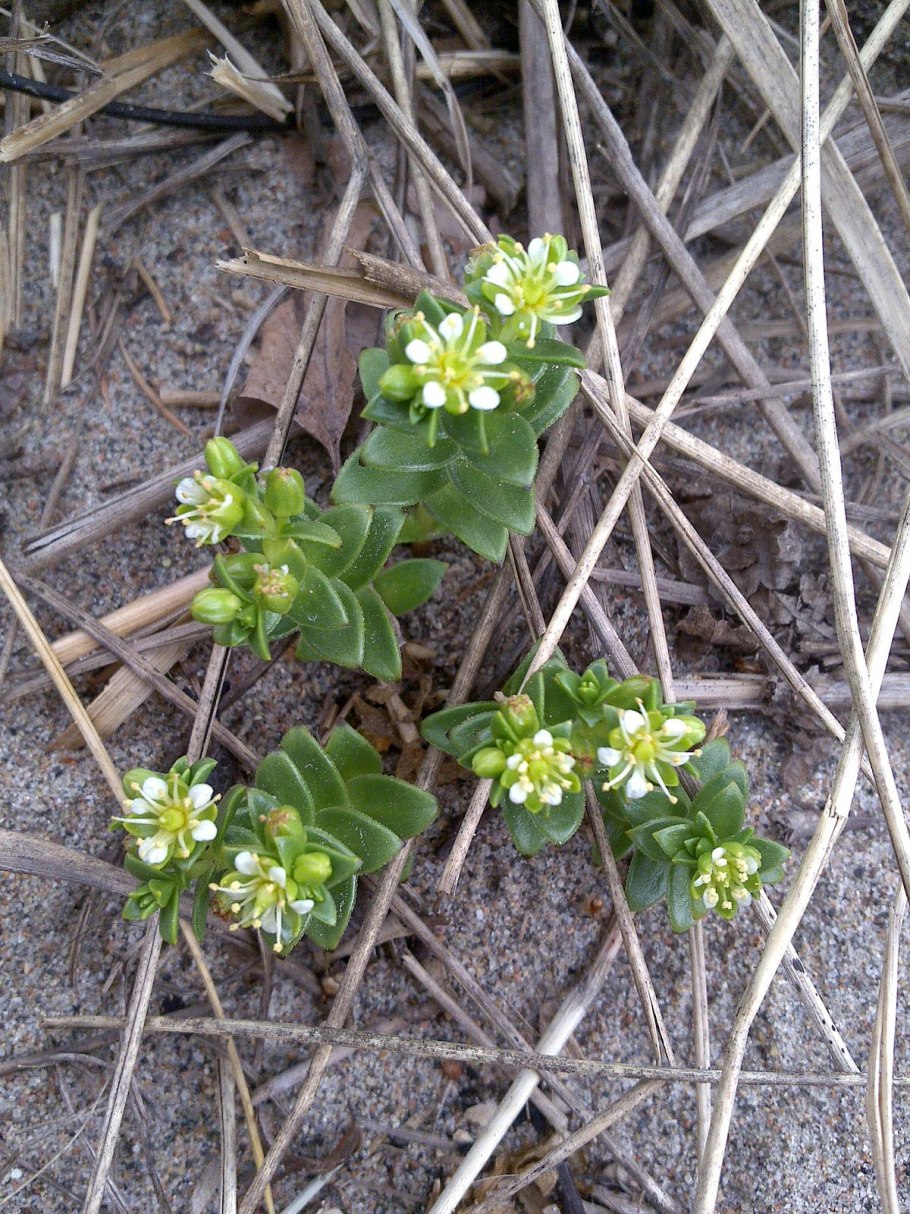 Caryophyllaceae)Гонкения бутерлаковидная