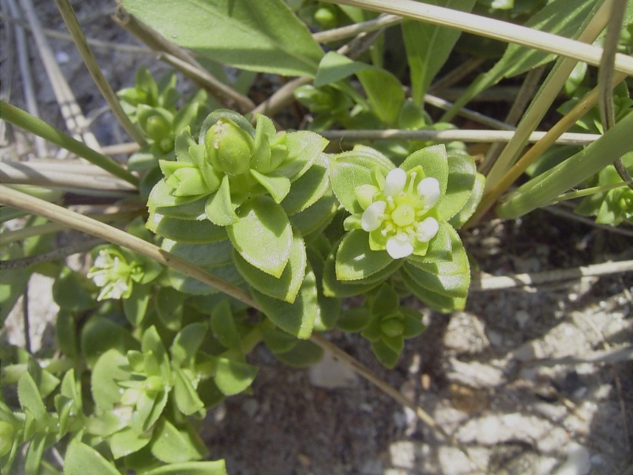 Звездчатка средняя мокрица